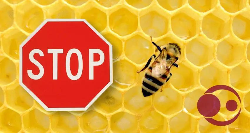 Kein Honig für Babys